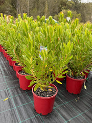 LEUCADENDRON GOLD STRIKE Sydney's Plant Market